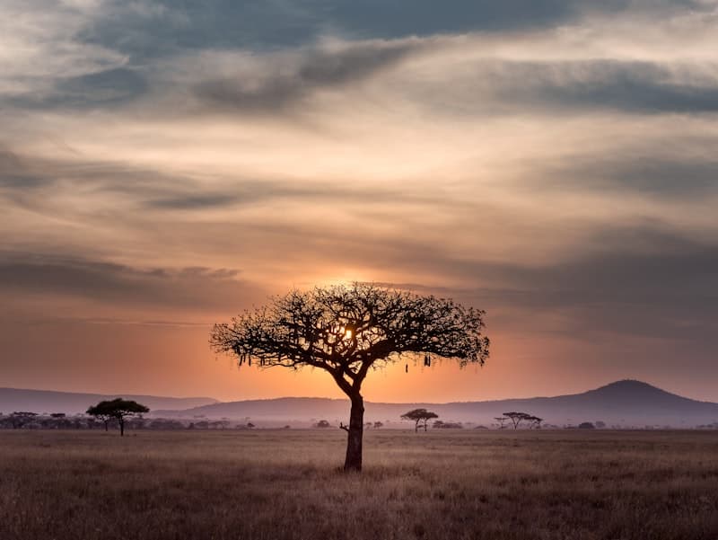 Safari Savane